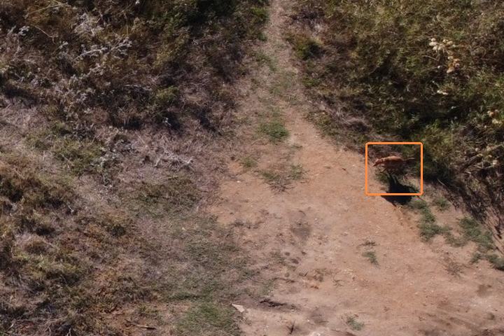 Drone view of a dog crossing a sandy track between bushes, marked with an orange box