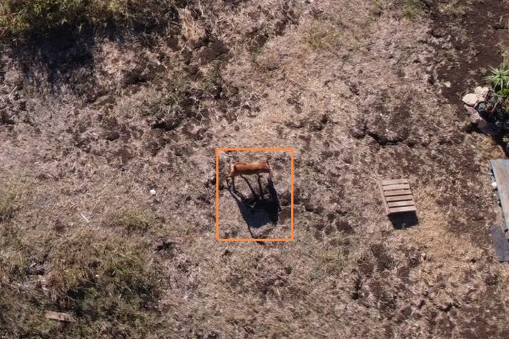 Drone view of a small tan dog and its shadow on a dry field, marked with an orange box