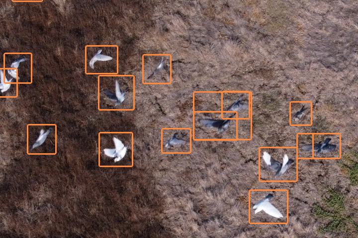 Drone view of a flock of gulls on a field, each bird marked with an orange box