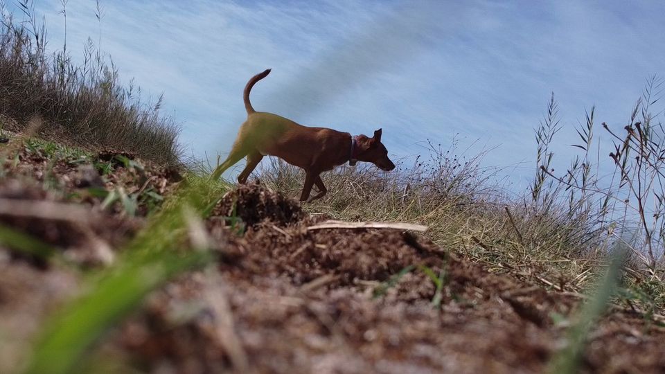 Mosty, a small tan dog with a collar, walking along a grassy bank under a blue sky, filmed by the drone resting on the ground